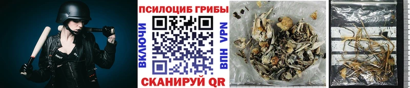 Псилоцибиновые грибы мицелий  Циолковский 